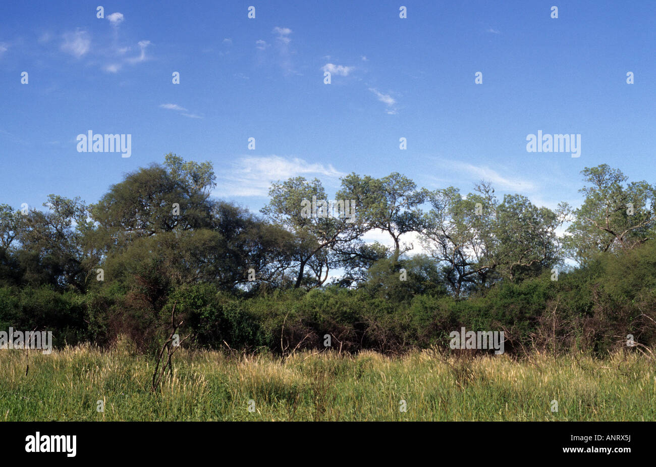 A view of the Transitional Forest with quebracho trees in the Chaco region, Formosa province, Argentina Stock Photo