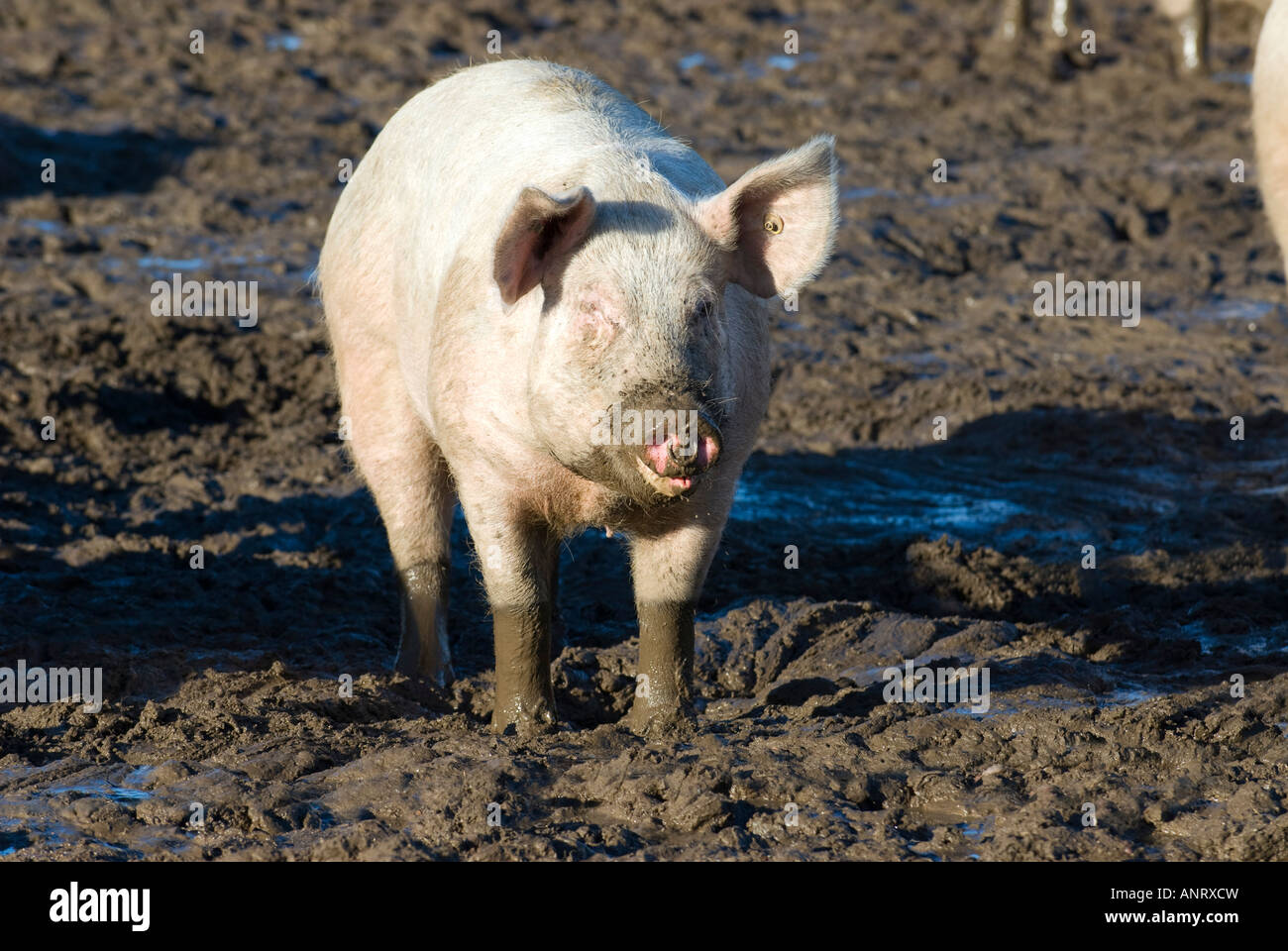 Pig in mud Stock Photo Alamy