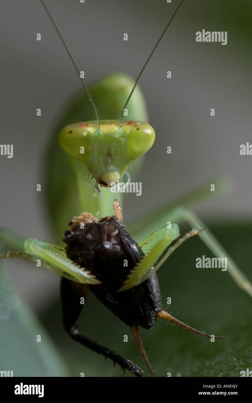 Transfer of small mites from cricket to new host (Praying Mantis) Stock Photo