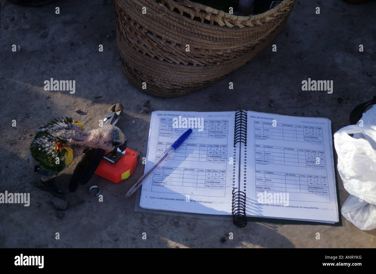 A baby parrot about to be measured by biologists. Fieldwork equipment Stock Photo