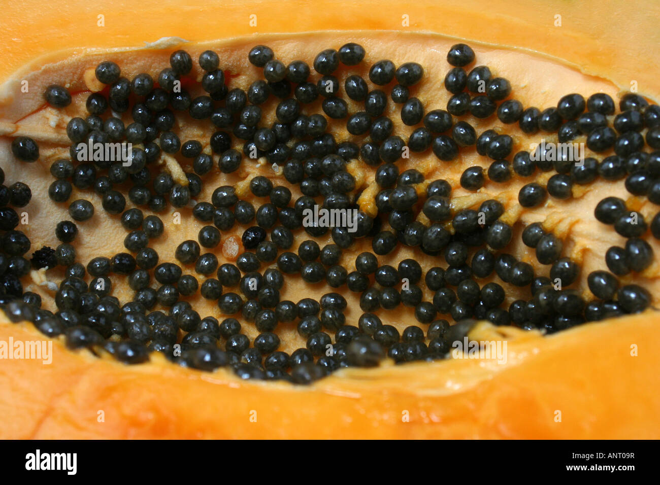 Papaya fruit open Stock Photo Alamy