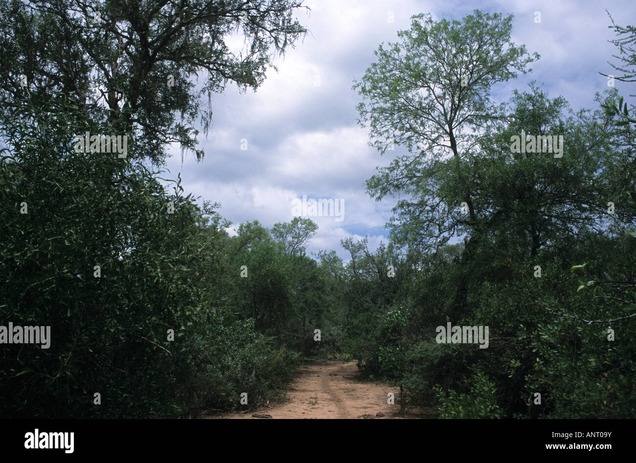 A typical view of the Dry Chaco Forest Stock Photo
