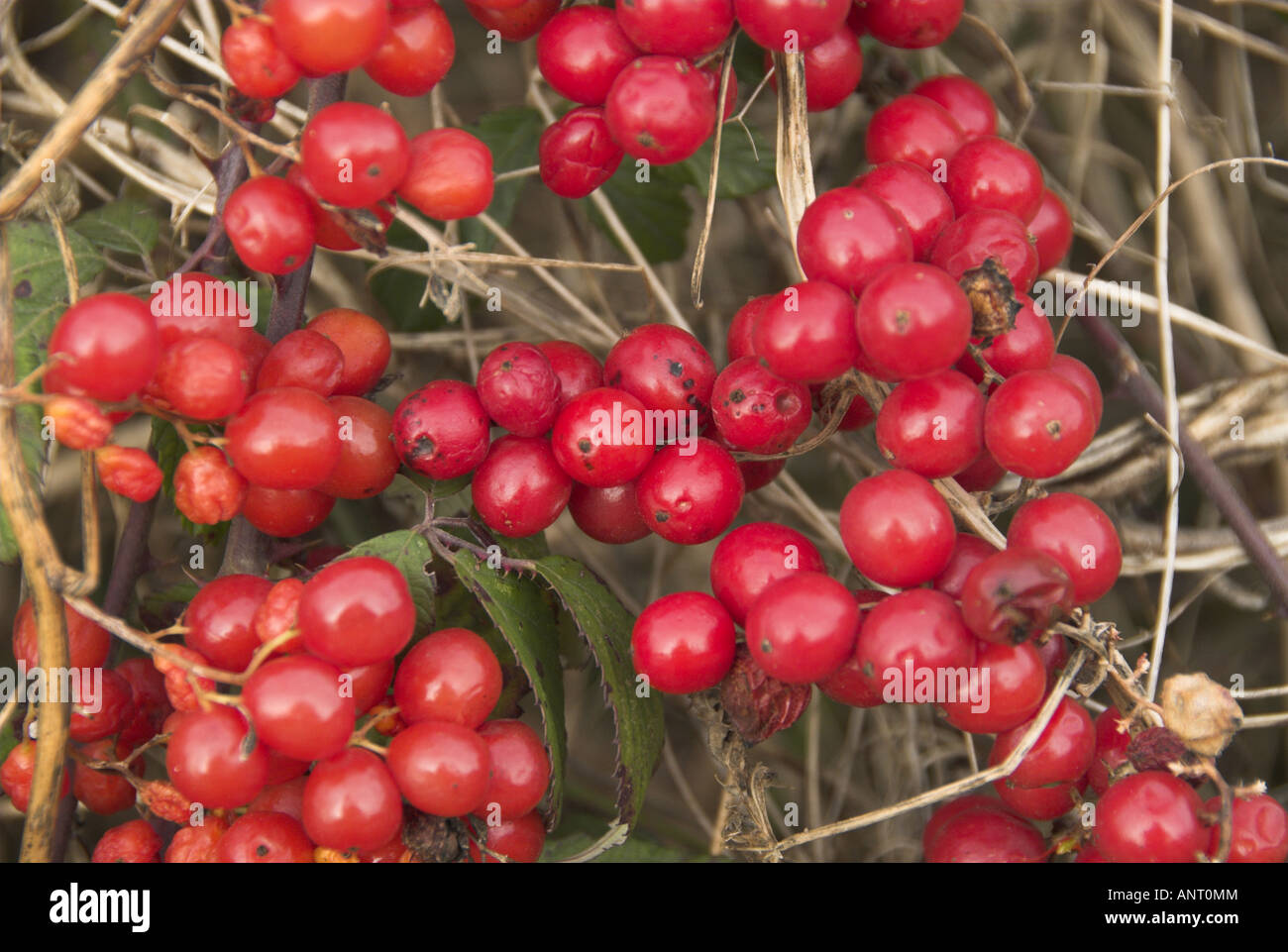 Black bryony tamus communis berries left on stems in winter Norfolk England December Stock Photo