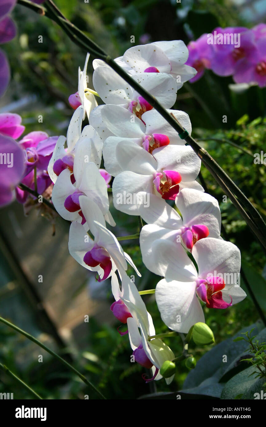 Wild beautiful orchid in the garden Wild orchid Phalaenopsis Stock Photo