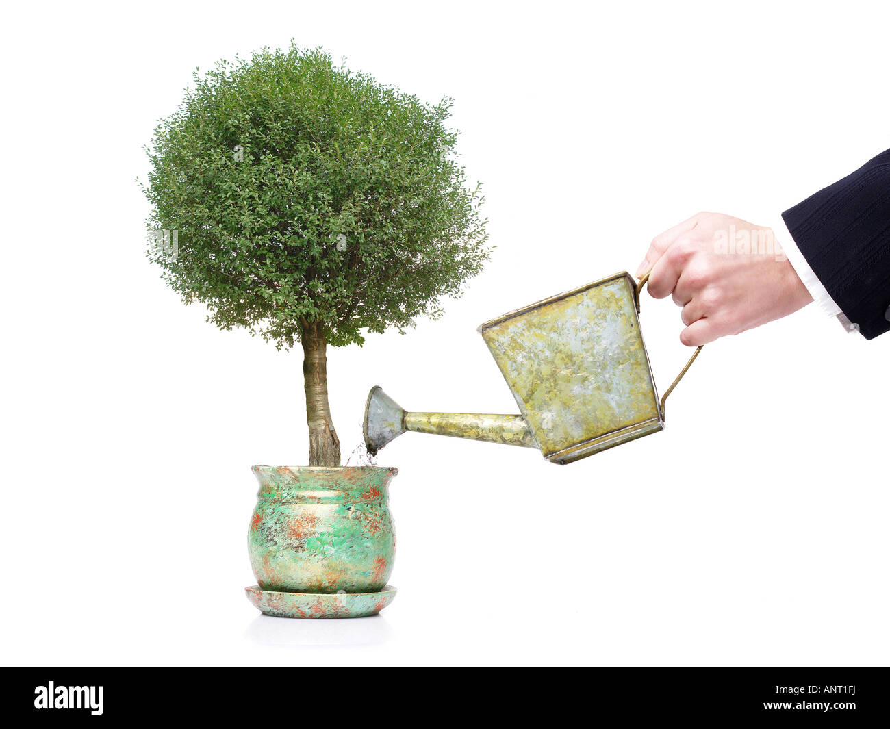 Studio shot of potted green miniature tree watered with metal watering can by female hand Stock Photo
