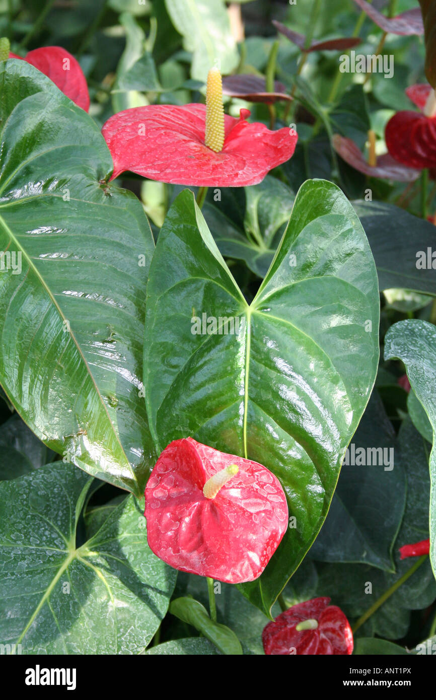 Anthurium leuconeurum hi-res stock photography and images - Alamy
