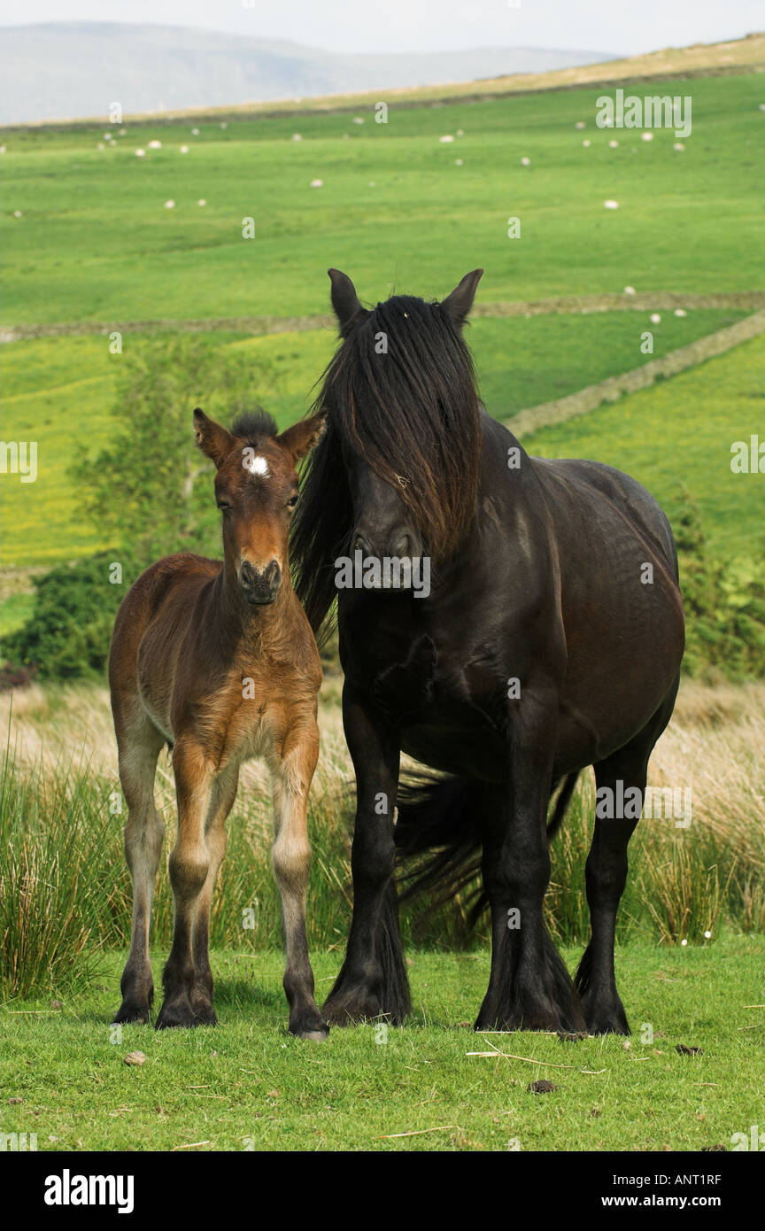 Hardy Fell Pony High Resolution Stock Photography And Images Alamy hardy-fell-pony-high-resolution-stock-photography-and-images-alamy