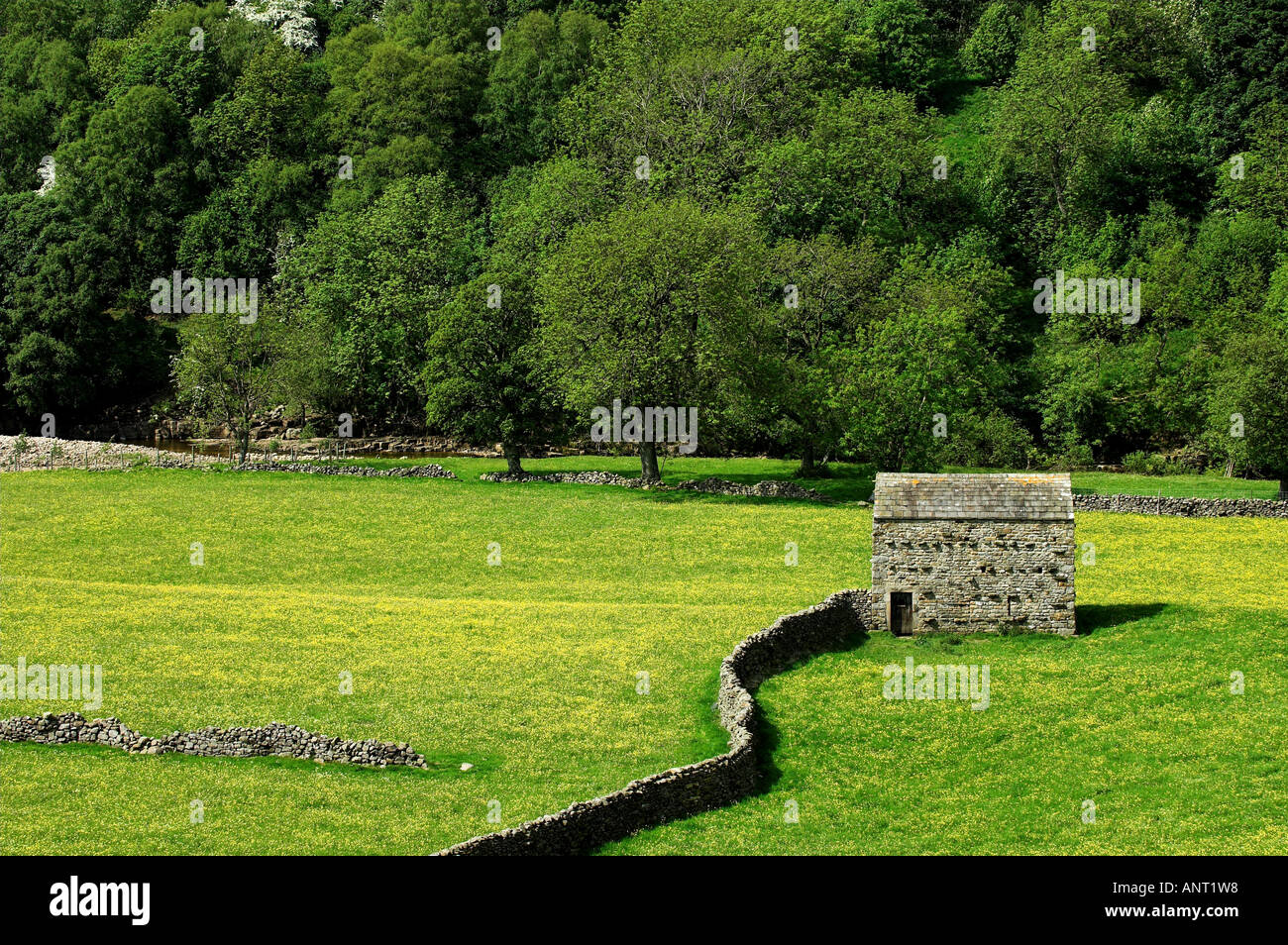 Meadows in swaledale North Yorkshire yellow with Buttercups Stock Photo