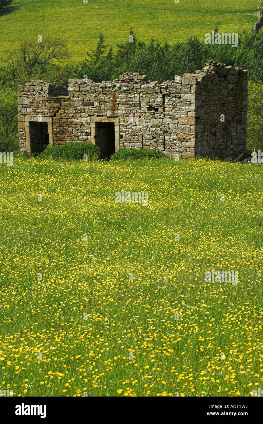 Meadows in swaledale North Yorkshire yellow with Buttercups Stock Photo