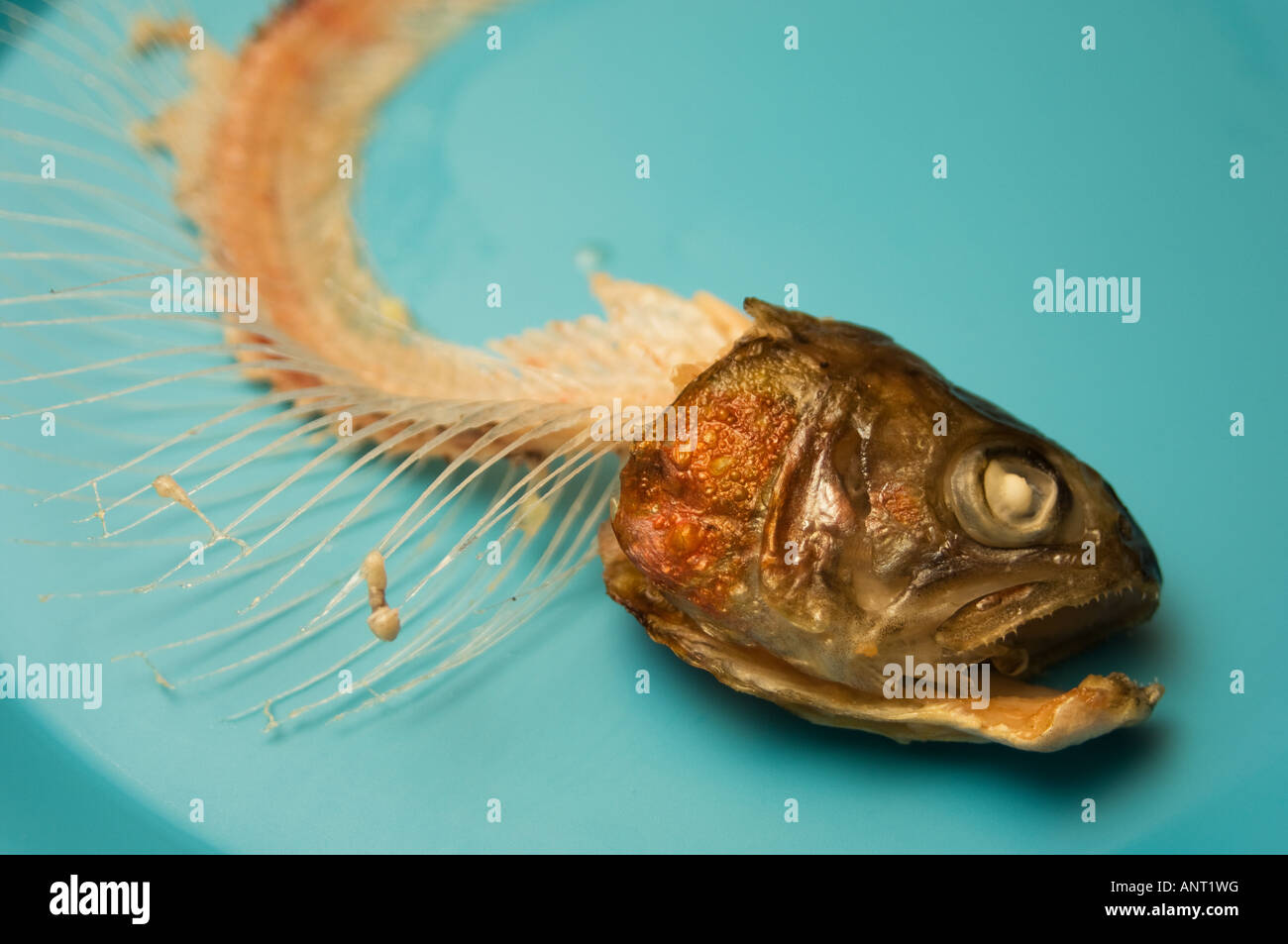 The remains of a grilled cooked trout dinner on a blue plate skeleton
