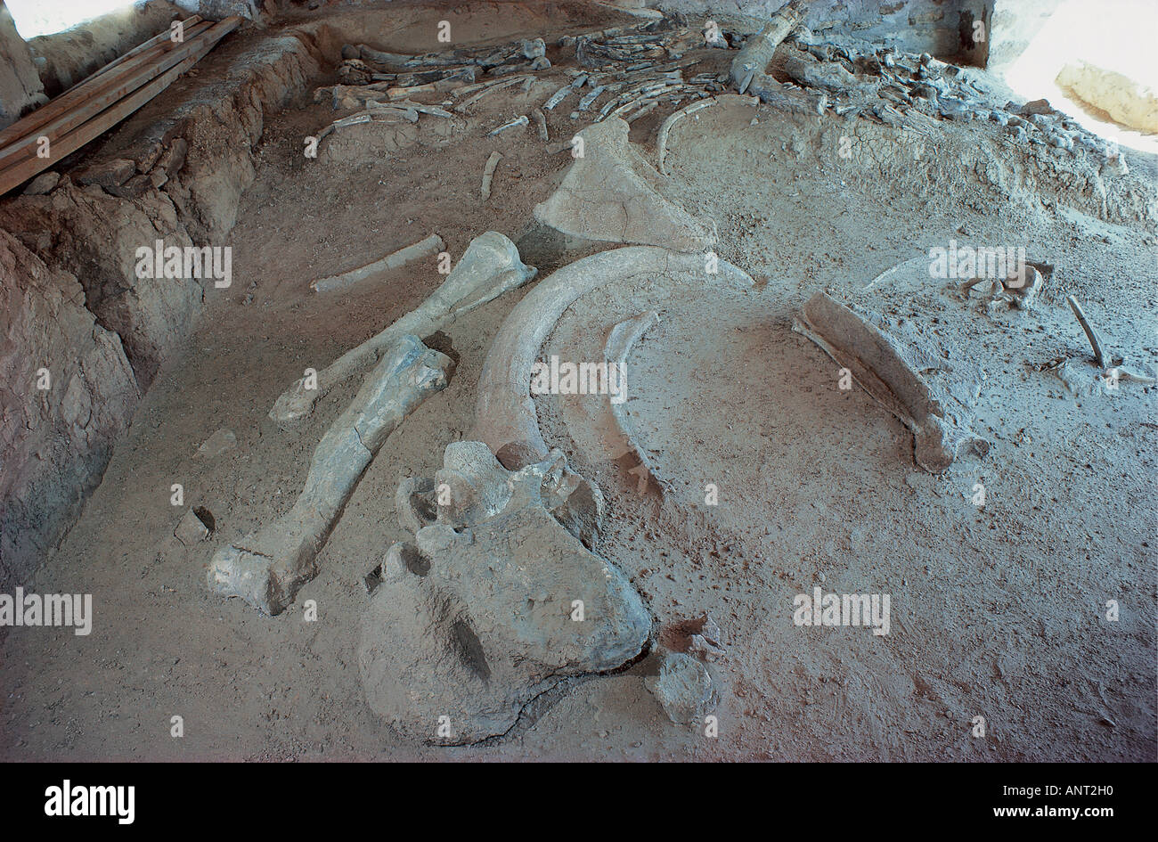 The fossilised skeleton on an extinct elephant ELEPHAS RECKI lying as it was found and excavated in northern Kenya East Africa Stock Photo