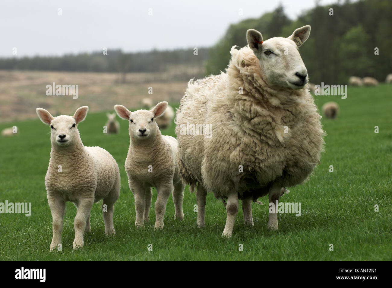 Cheviot ewe hi-res stock photography and images - Page 2 - Alamy