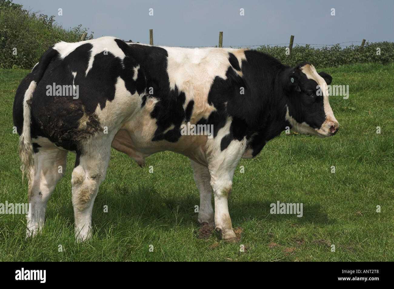 Belgian Blue bull calf in field Stock Photo