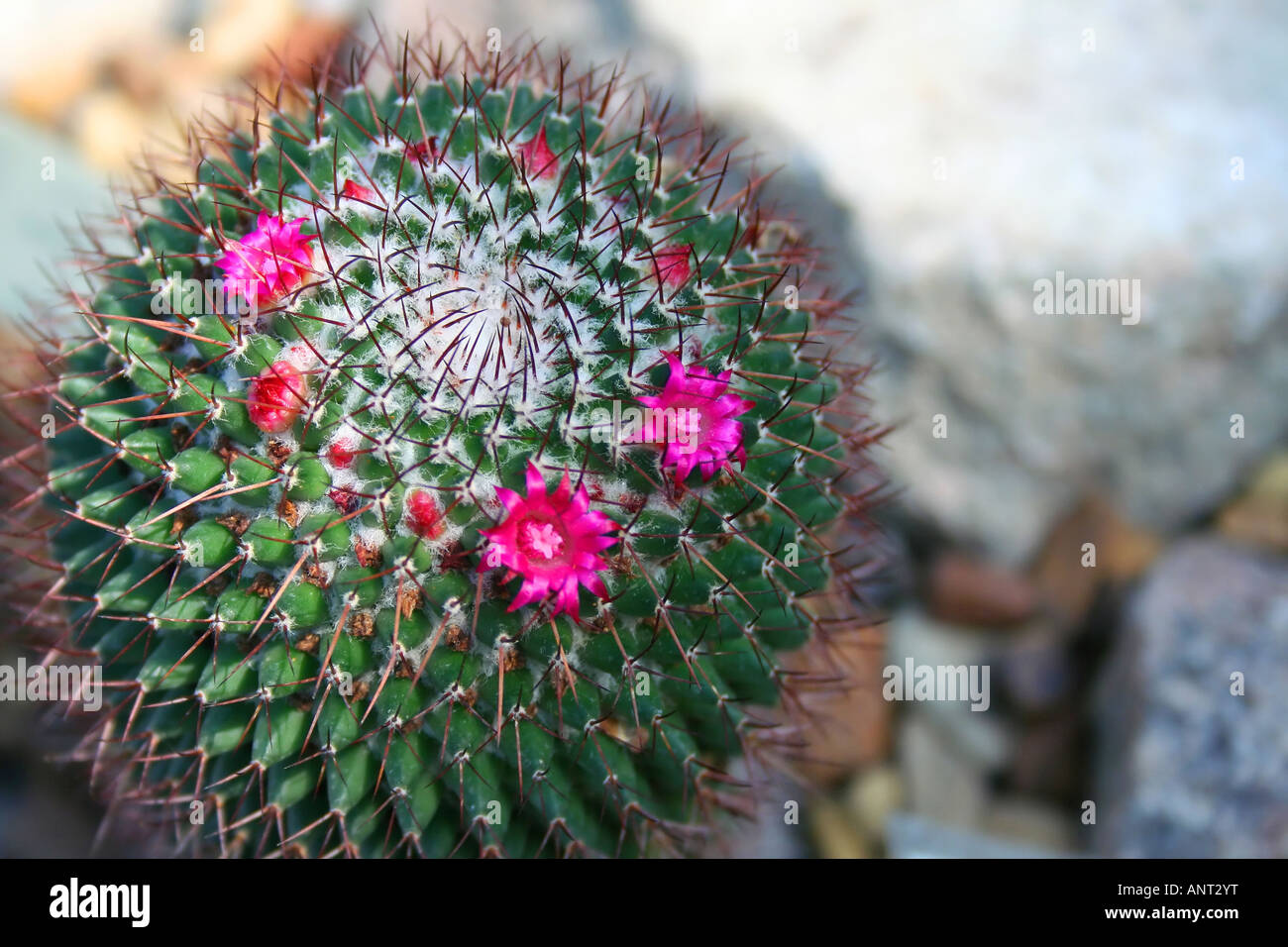cactus Mamillaria Mollendorfiana Shurly Mexico Stock Photo