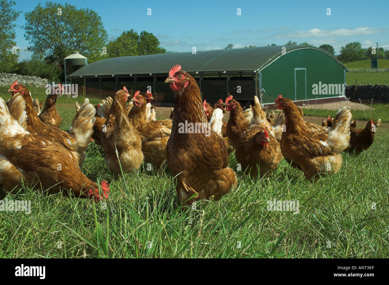Organic Free range hens on farm near to thier hut Stock Photo