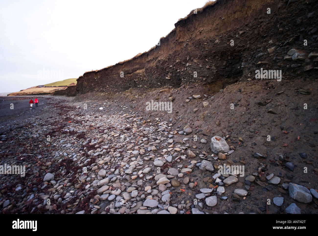 coastal erosion - Eroded Glacial till raised beach between Aberarth and Aberaeron, Ceredigion, on the west coast of Wales UK Stock Photo