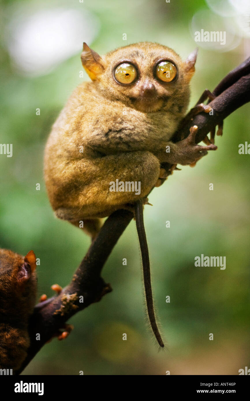A tarsier found in Bohol. Stock Photo