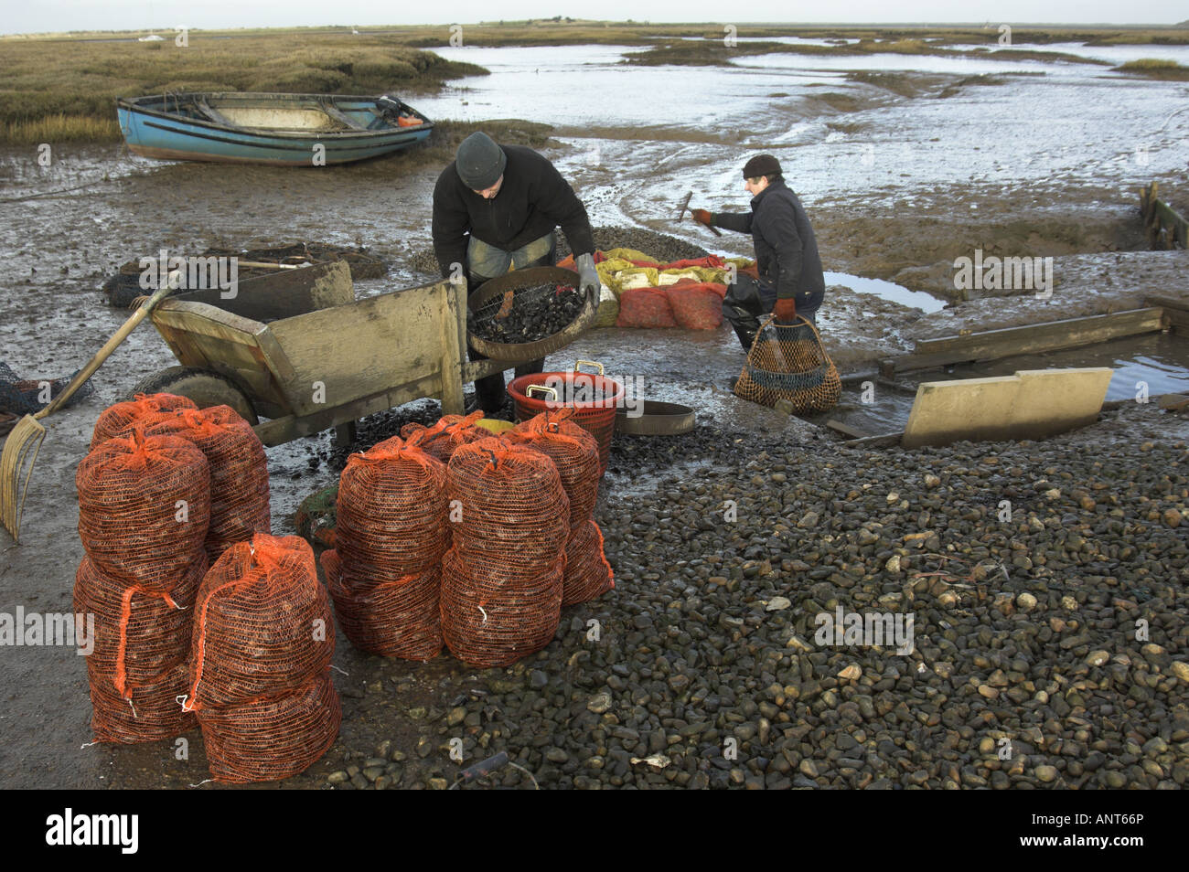 Hand grading Common mussels mytilus edulis on saltmarsh Brancaster