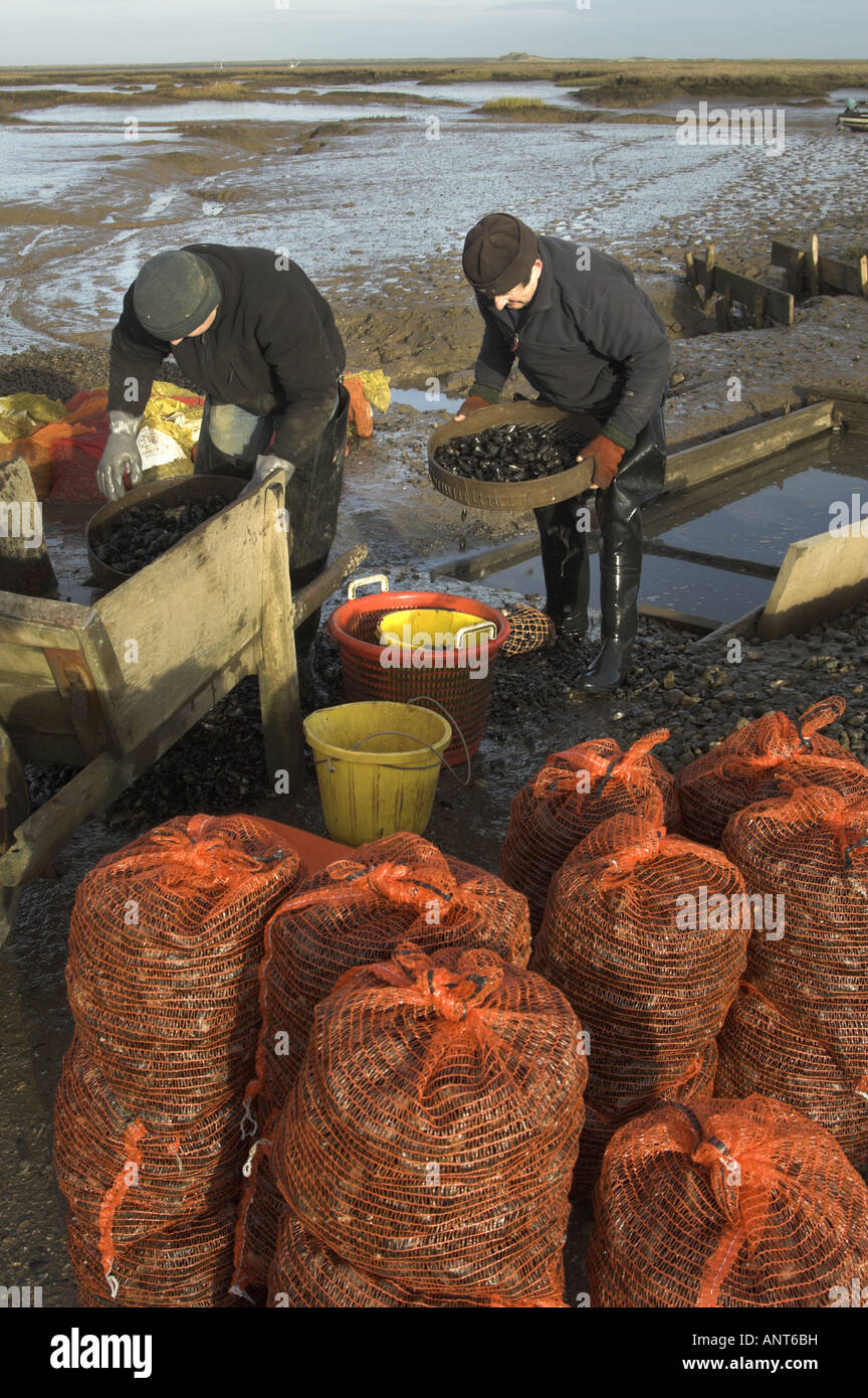 Hand grading Common mussels mytilus edulis on saltmarsh Brancaster