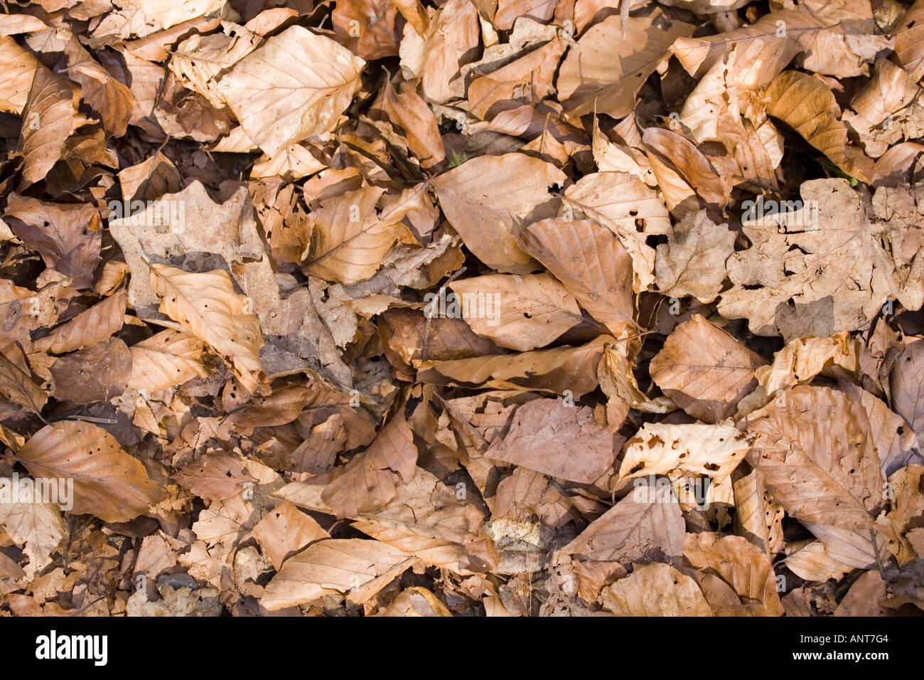 dead,fallen leaves Stock Photo