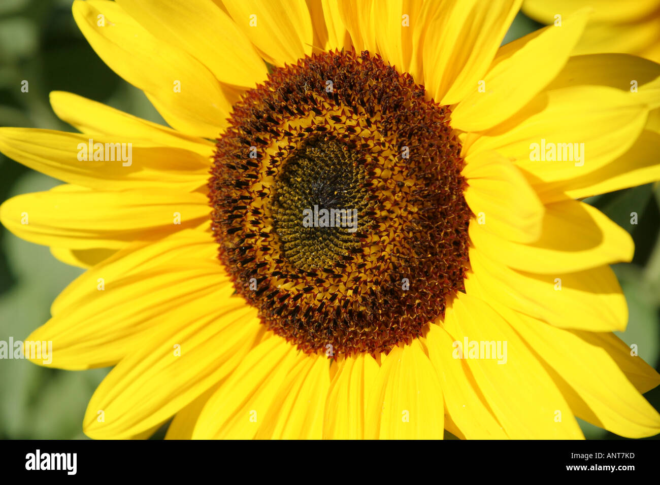 sunflower centre showing petals and stamens Stock Photo Alamy