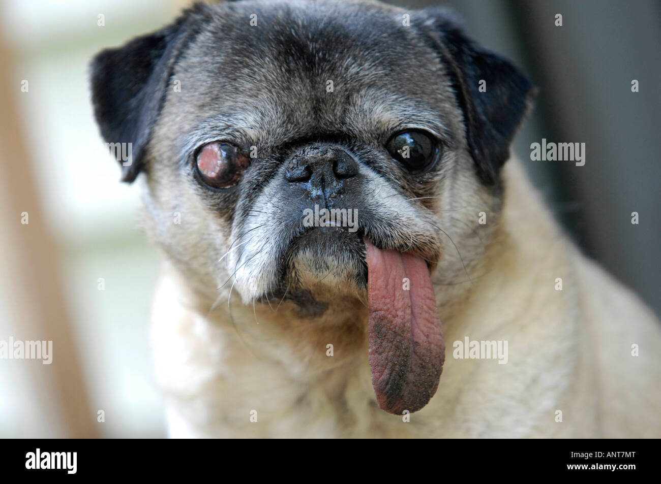 Pug dog with long tongue and eye lesion Stock Photo