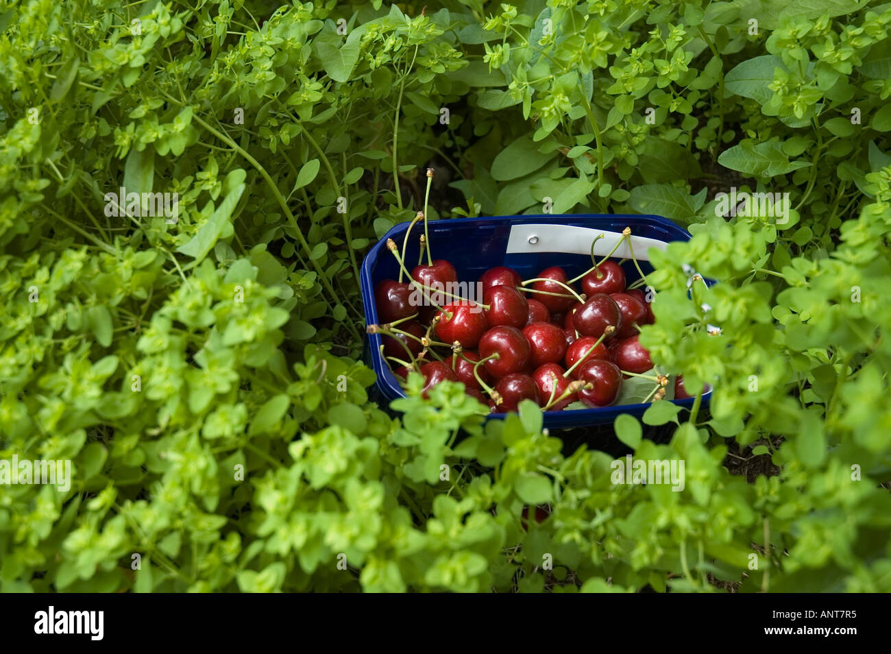 Cherries in basket PYO Stock Photo Alamy