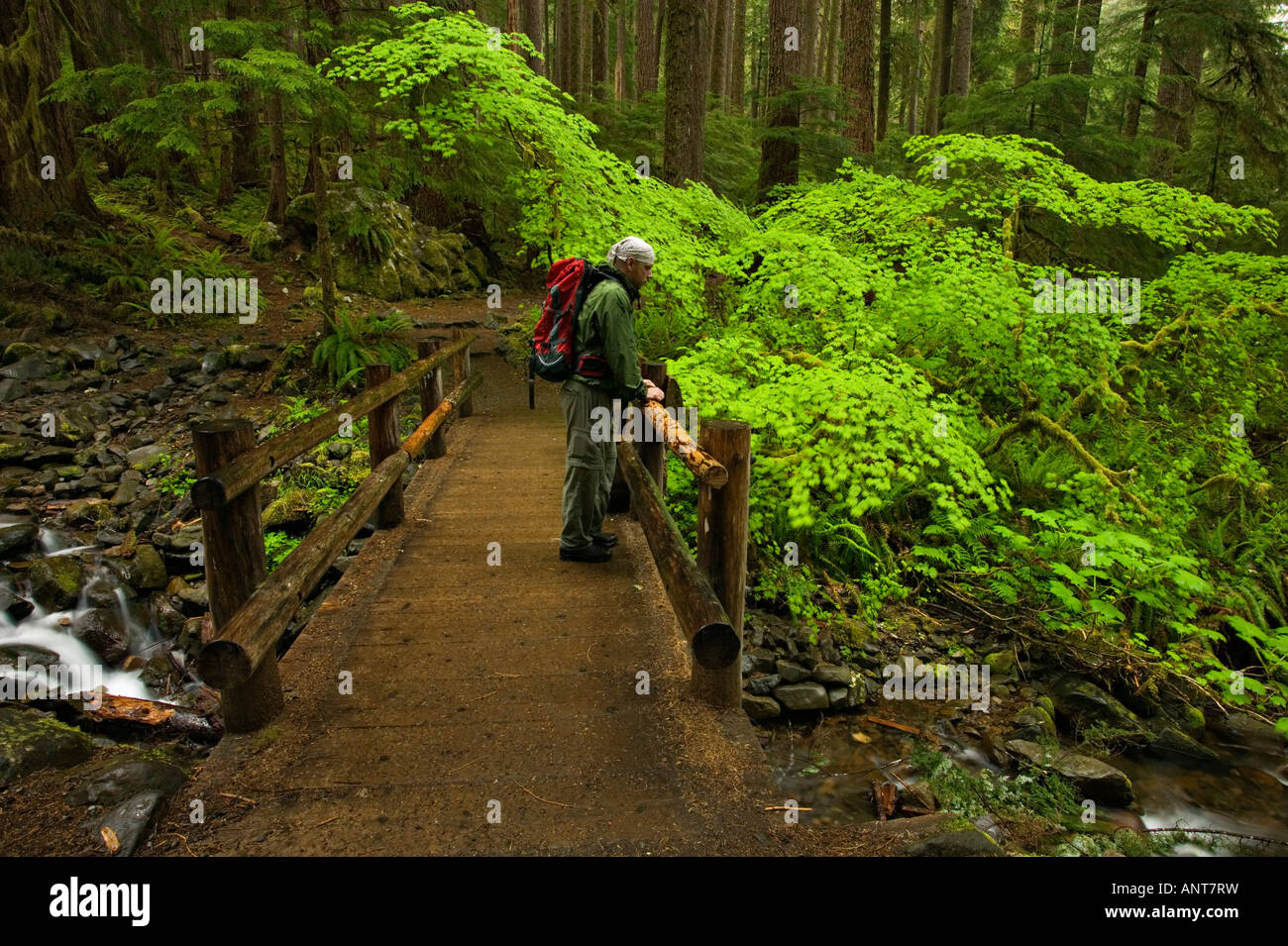 Hiker in spring rainforest Stock Photo - Alamy