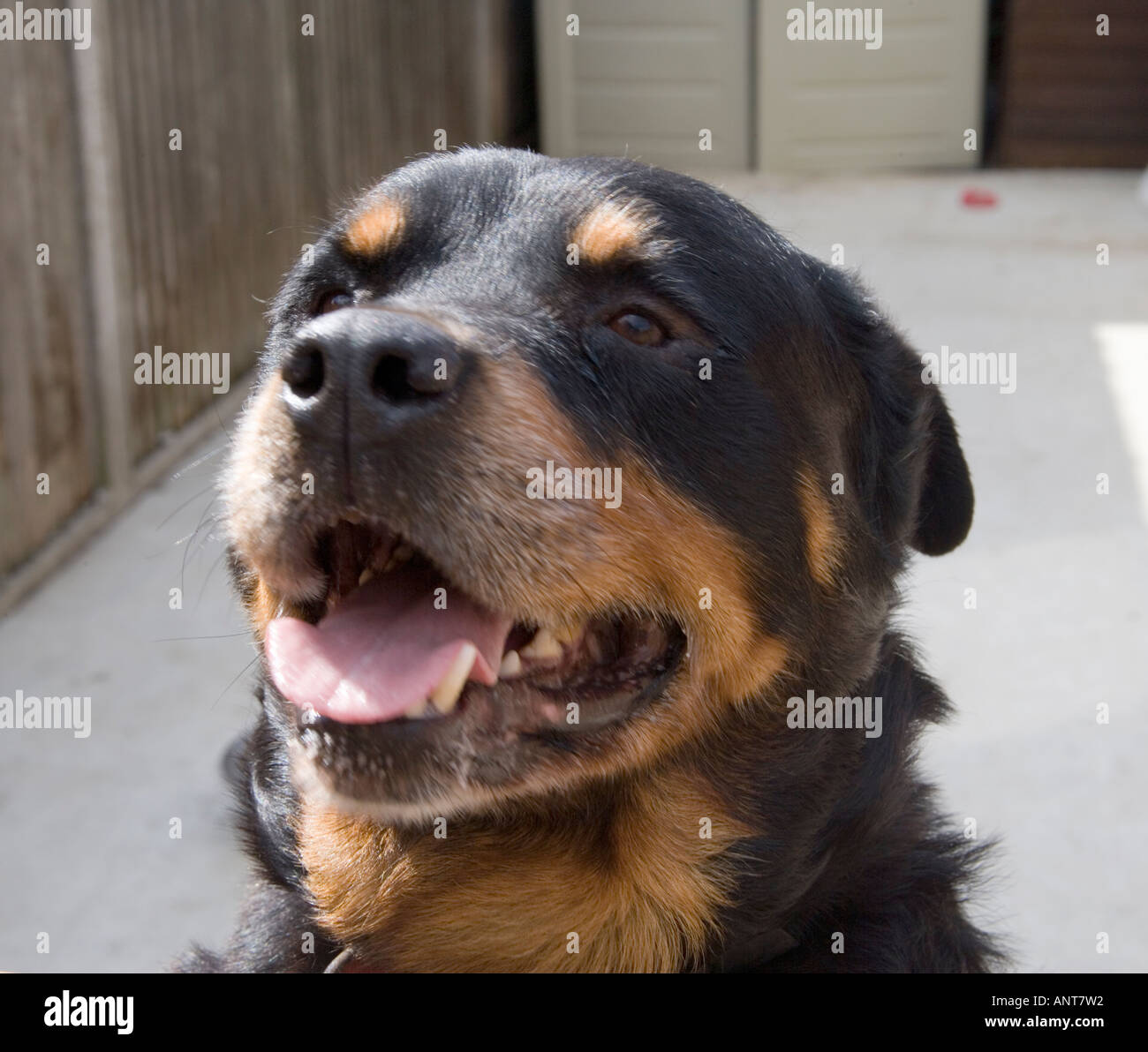 Why Does My Dog Show His Bottom Teeth