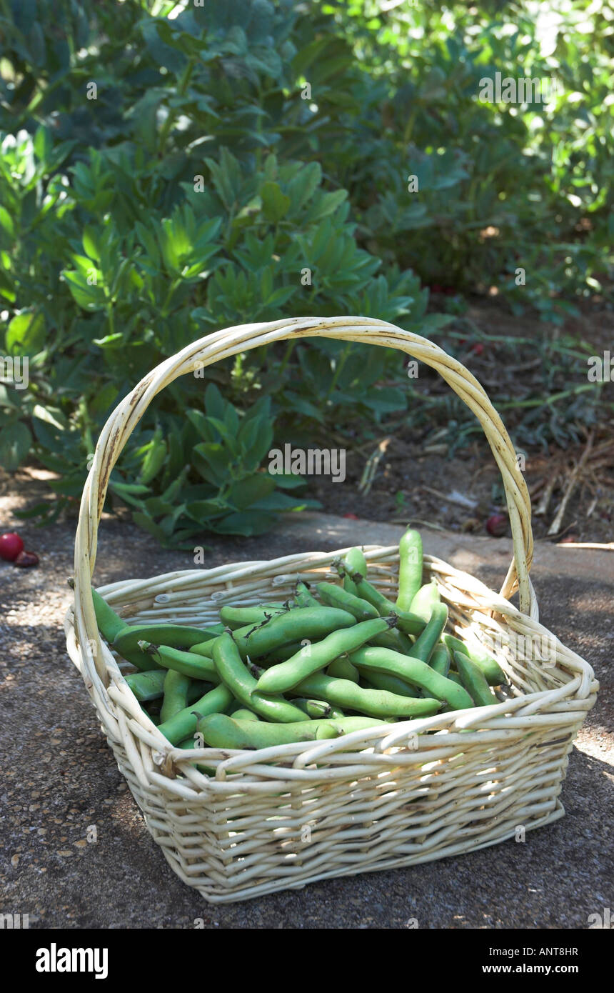Garden harvest of fresh broad beans Stock Photo Alamy