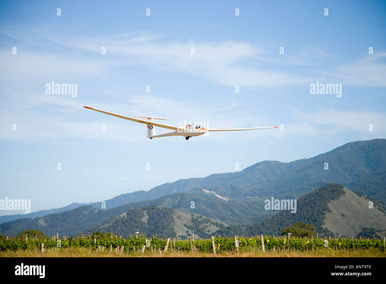 glider flying over vineyards Santa Ynez Valley Gliderport Santa Ynez Valley near Santa Barbara California Stock Photo