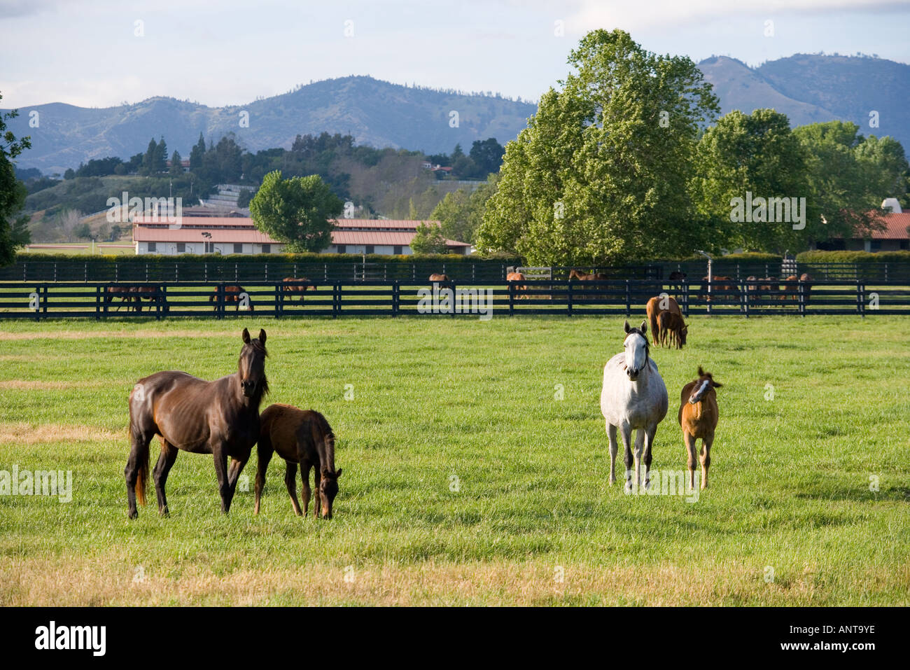 horses on a ranch Santa Ynez Valley near Santa Barbara California Stock Photo