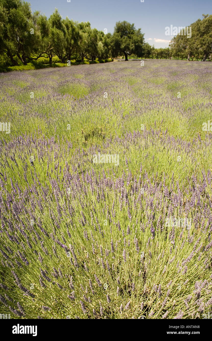 a field of lavender in full bloom Clairmont Farms Santa Ynez Valley