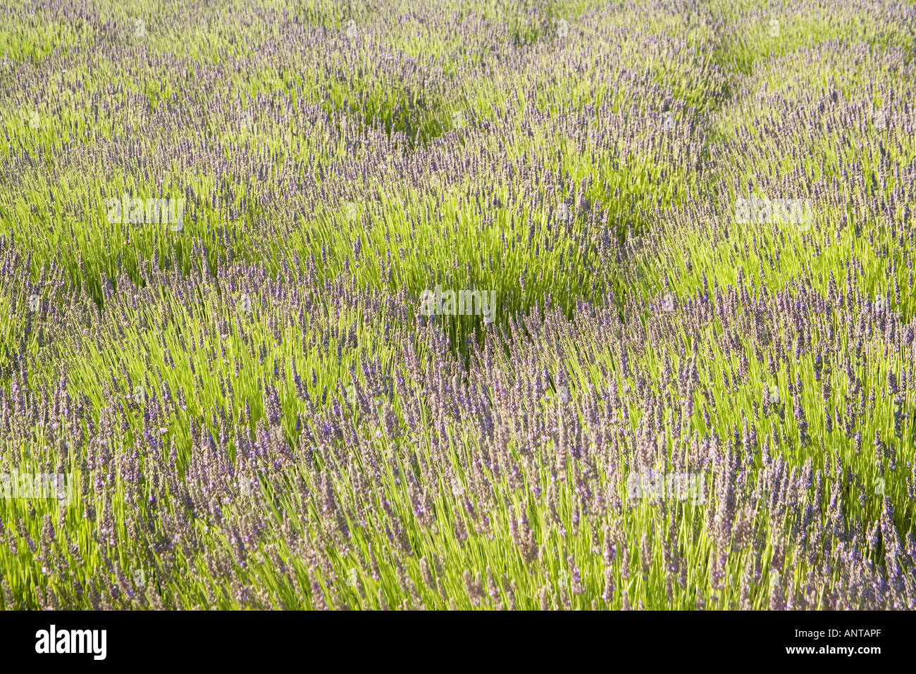 a field of lavender in full bloom Clairmont Farms Santa Ynez Valley