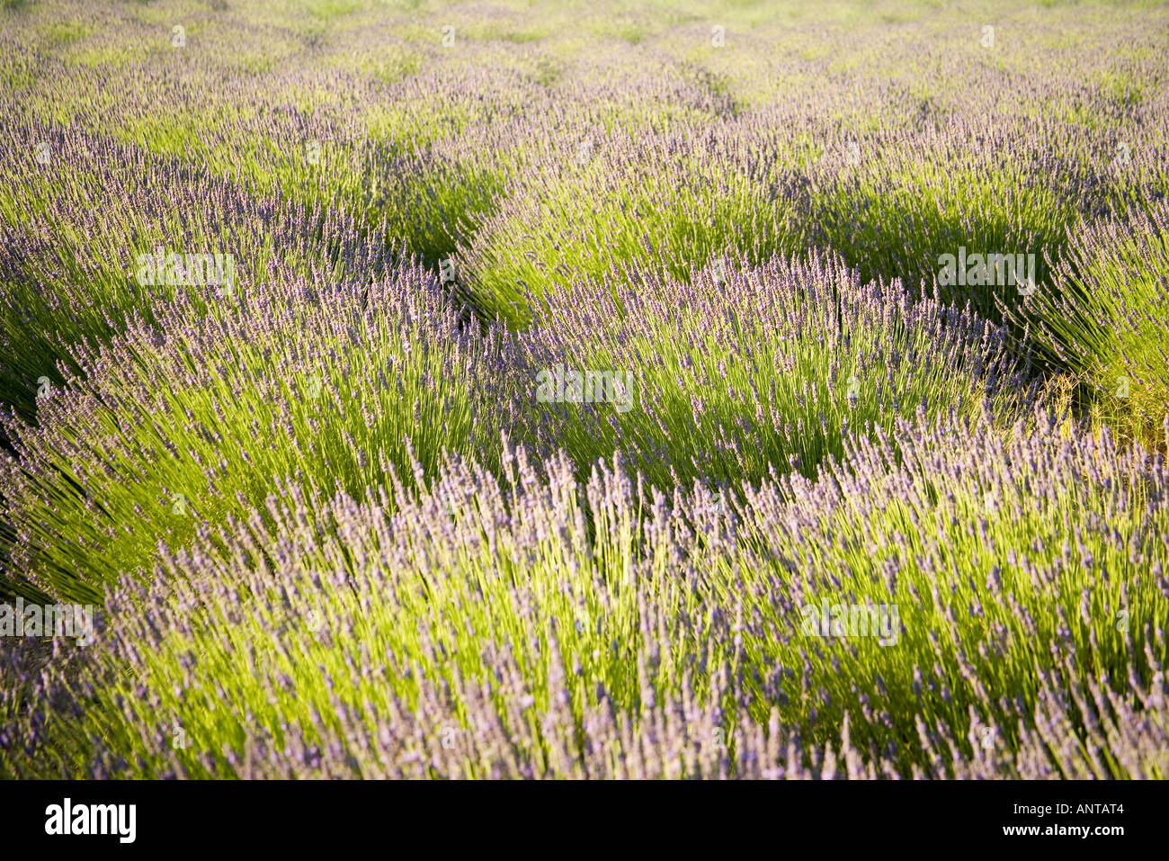 a field of lavender in full bloom Clairmont Farms Santa Ynez Valley