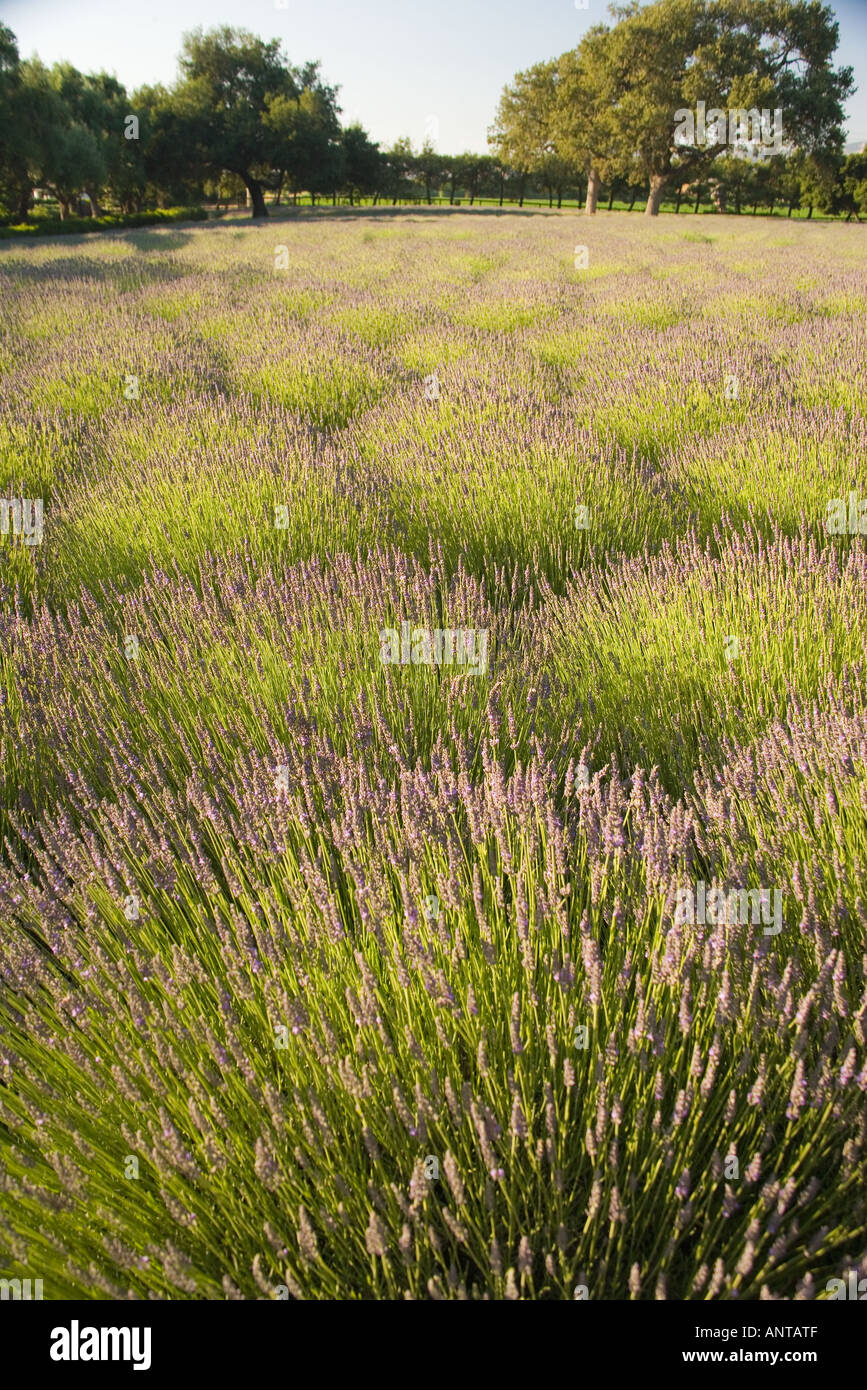 Clairmont hires stock photography and images Alamy
