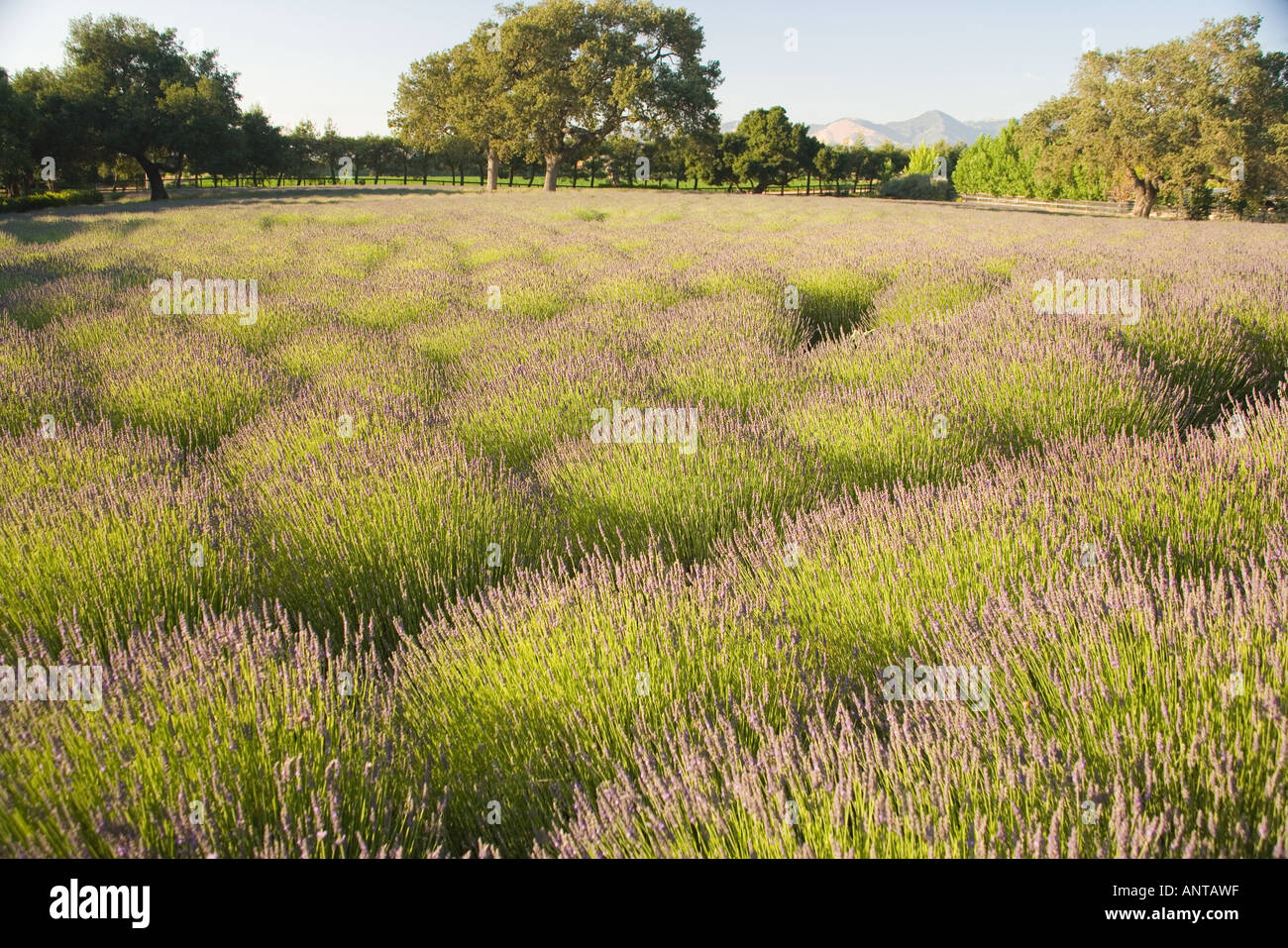a field of lavender in full bloom Clairmont Farms Santa Ynez Valley