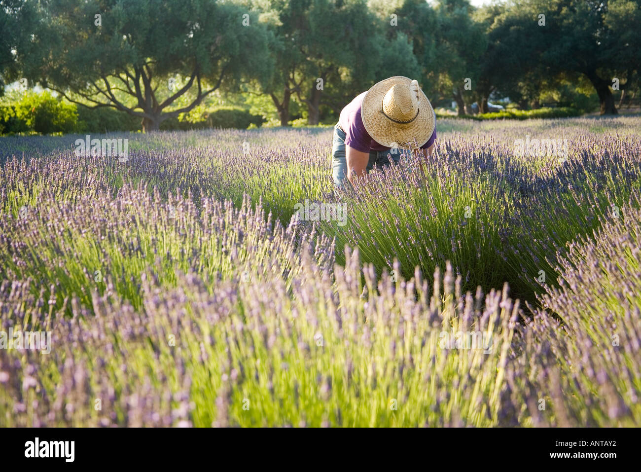 man harvesting lavender blossoms Clairmont Farms Santa Ynez Valley near