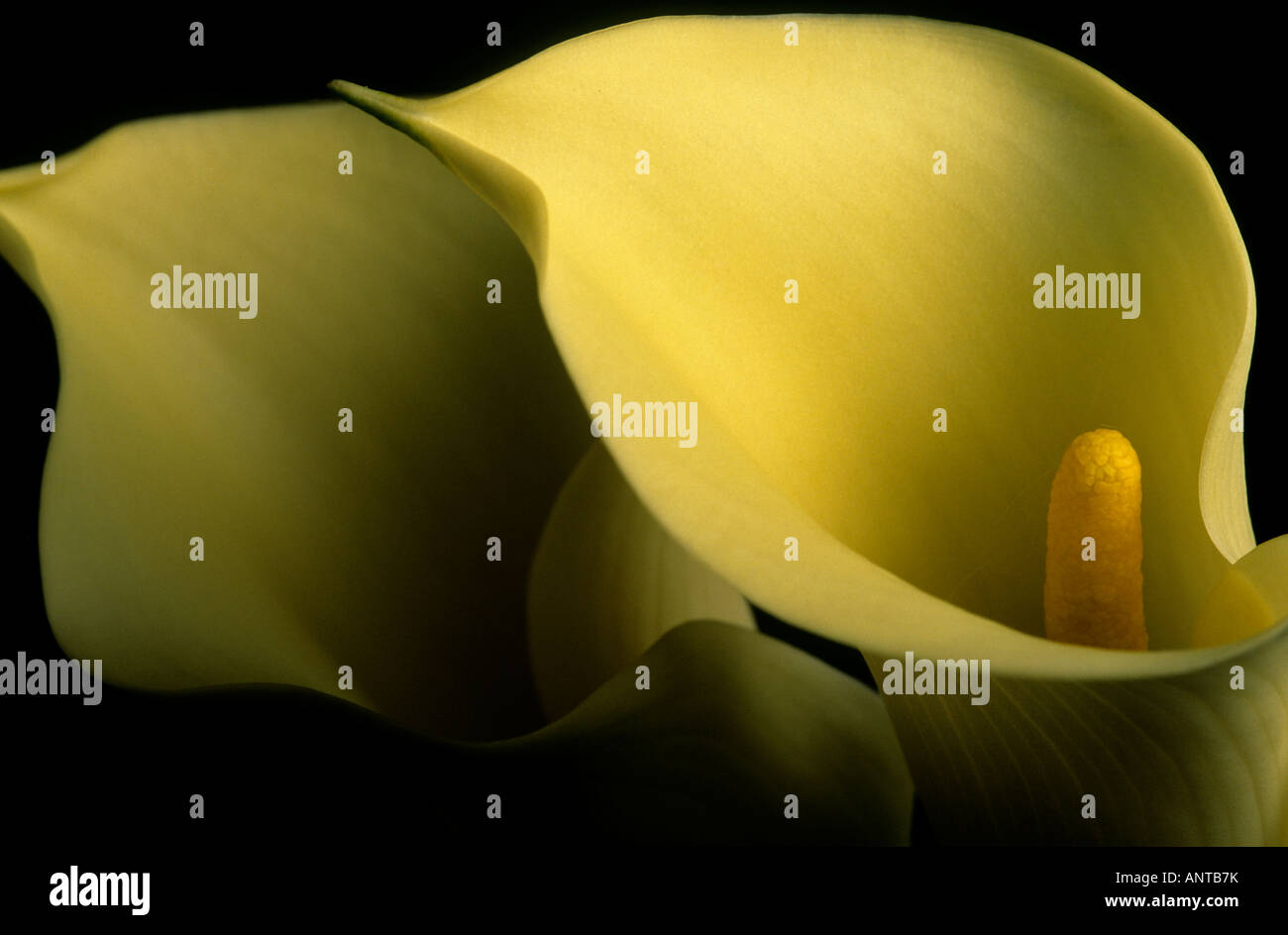 two Calla lily Stock Photo - Alamy