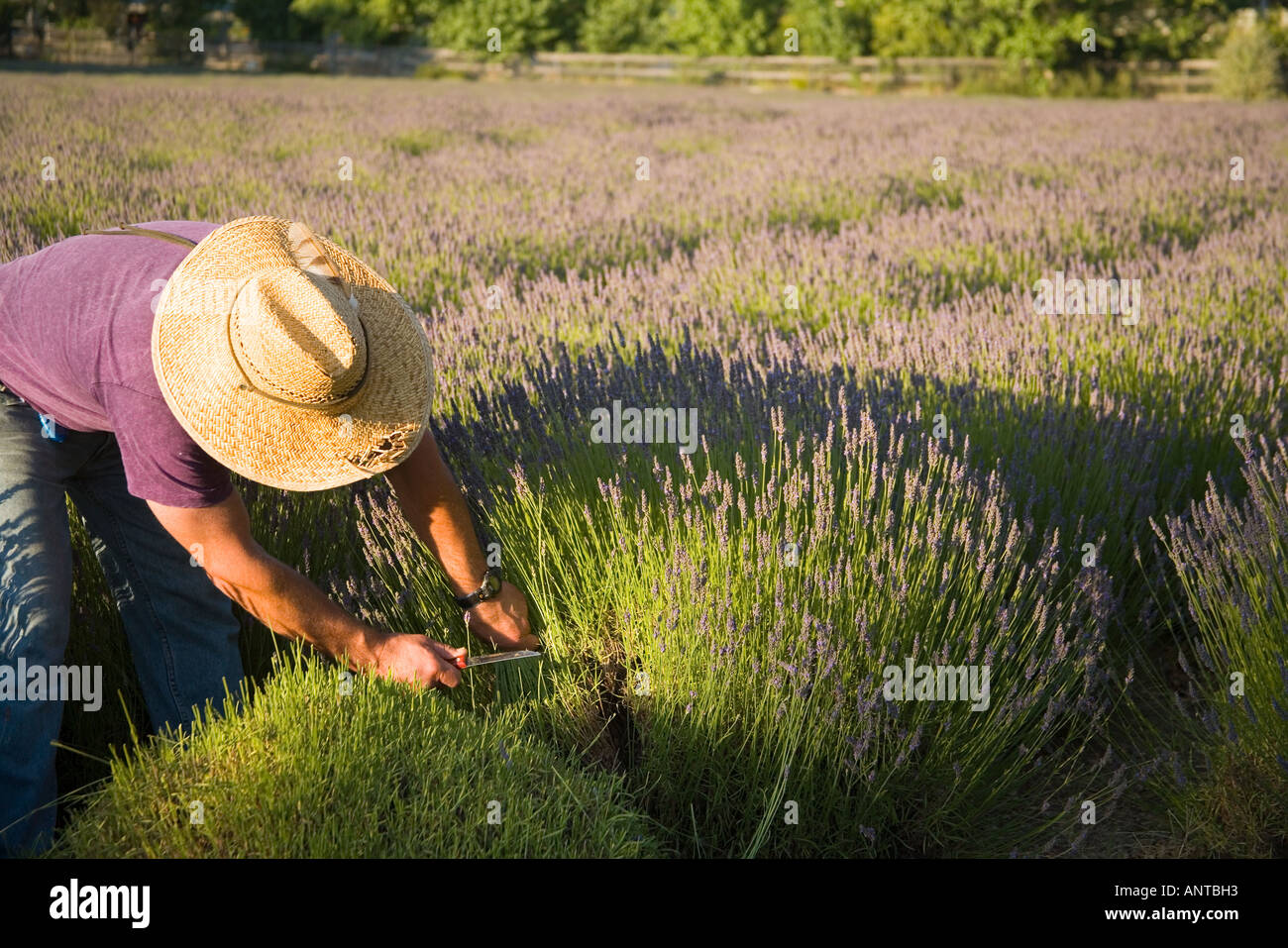 man harvesting lavender blossoms Clairmont Farms Santa Ynez Valley near