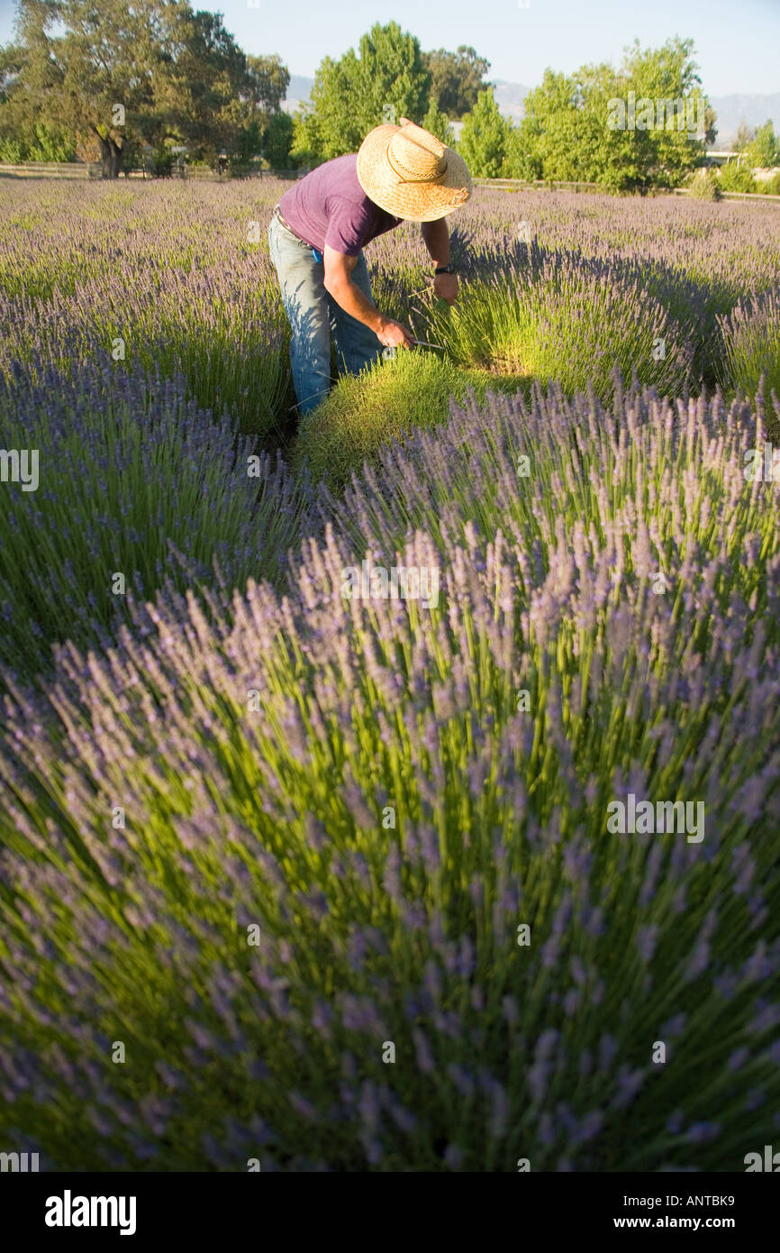 man harvesting lavender blossoms Clairmont Farms Santa Ynez Valley near