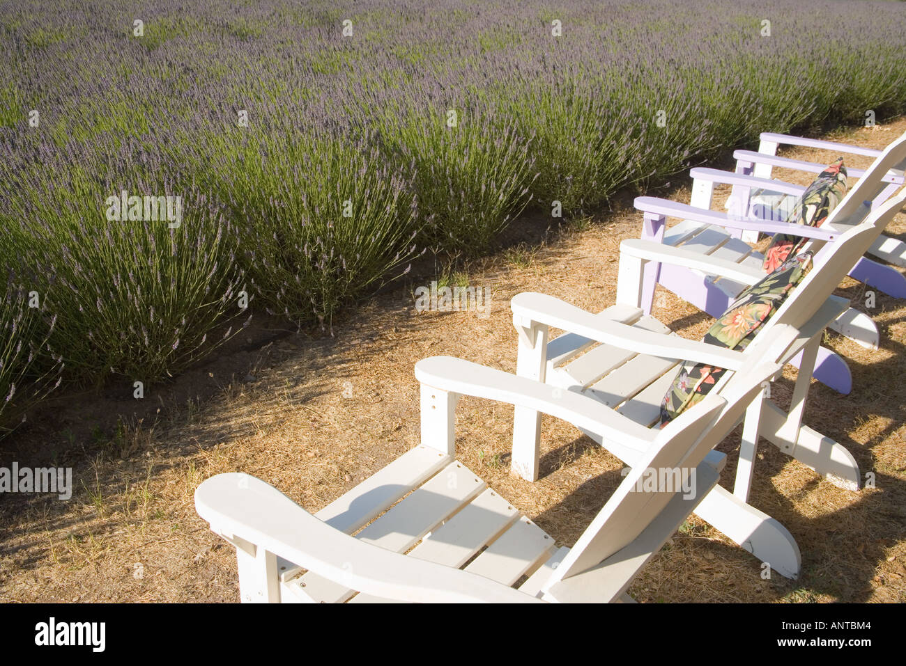 lawn chairs sitting next to a field of lavender Clairmont Farms Santa