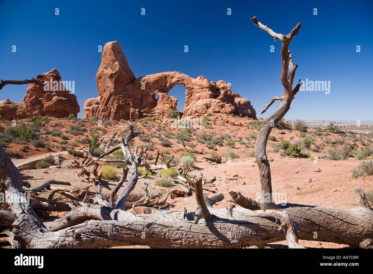 Dried out stump in front of Turret Arch - Rock formation in Arches National Park in Utah, USA Stock Photo