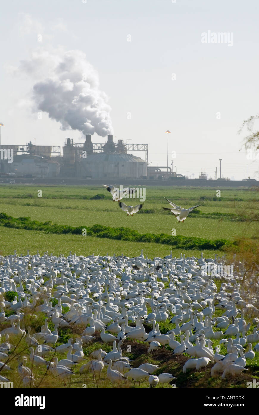 Geothermal plant Sonny Bono Salton Sea National Wildlife Refuge