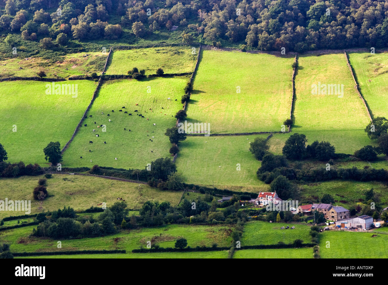 Farm and fields in Great Fryupdale valley, North York Moors National Park. Sheep and cows are grazing in on one of the fields. Stock Photo