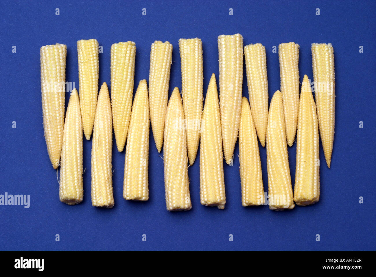 Baby Sweetcorn Stock Photo