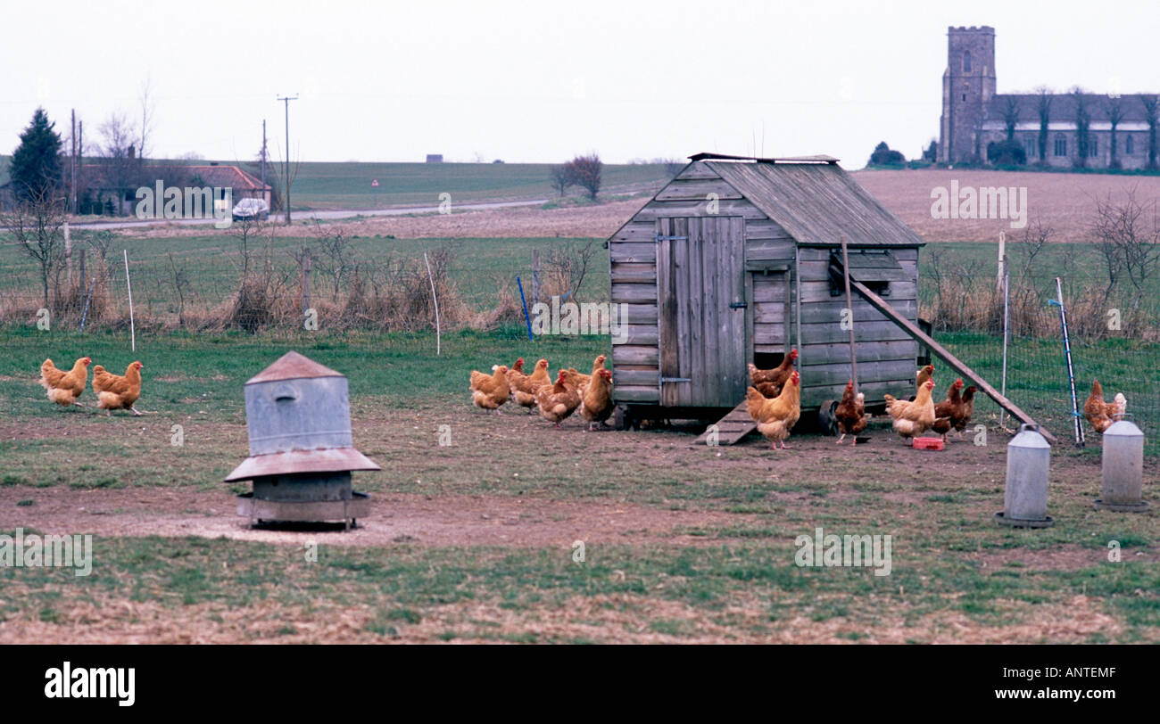 Free range chickens in Norfolk UK Stock Photo Alamy