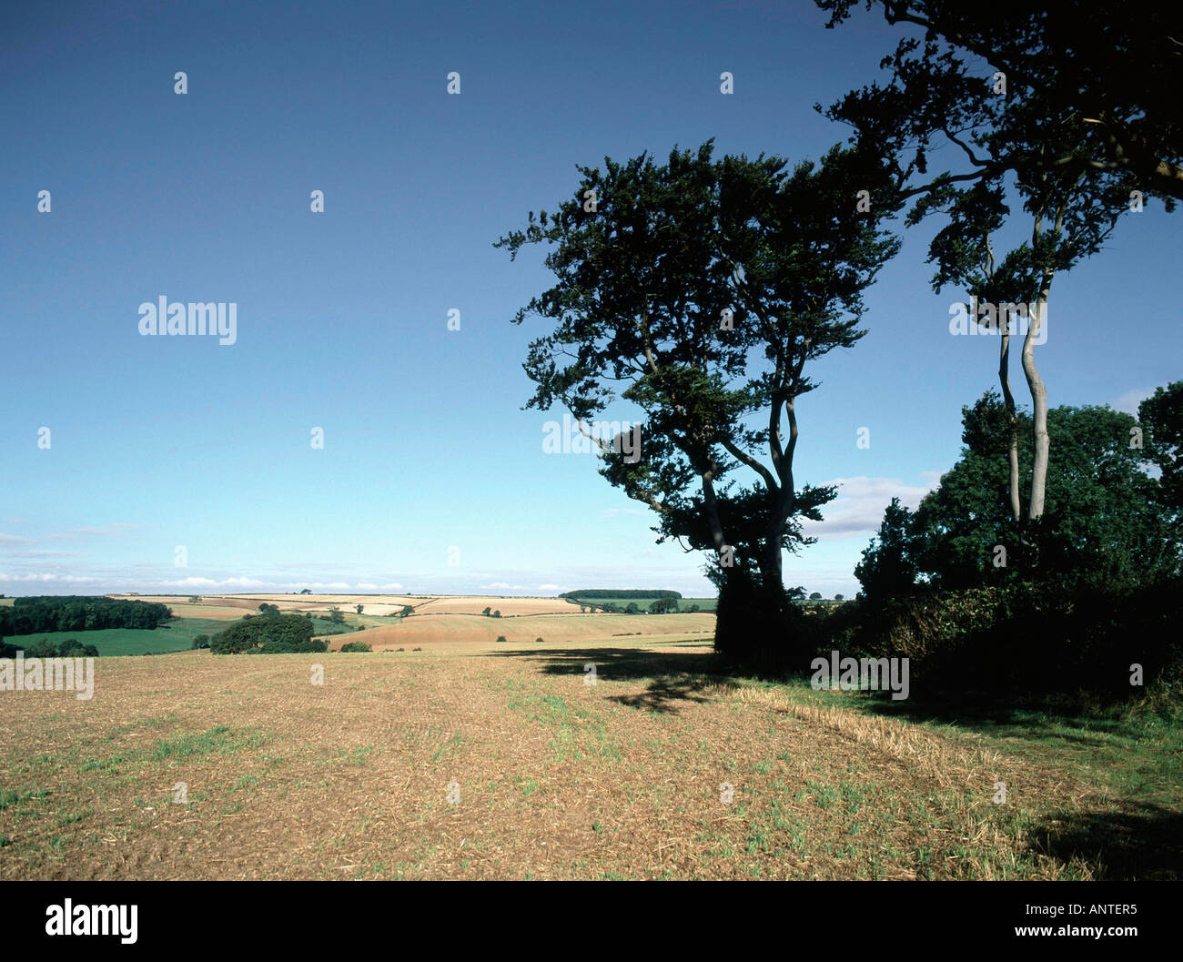 An arable farm landscape high in the Lincolnshire Wolds Stock Photo