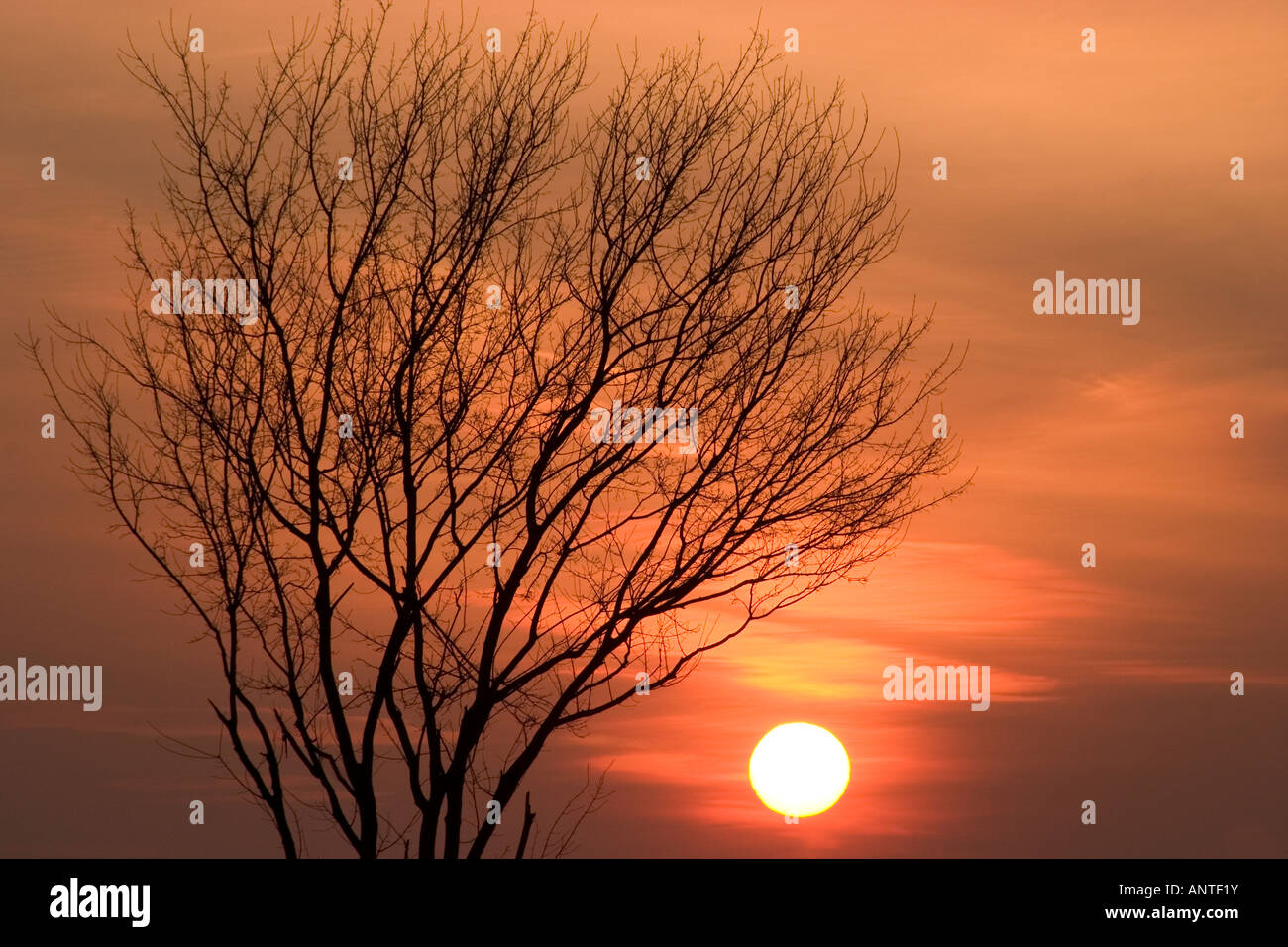 Sunrise with silhouette of tree Stock Photo - Alamy