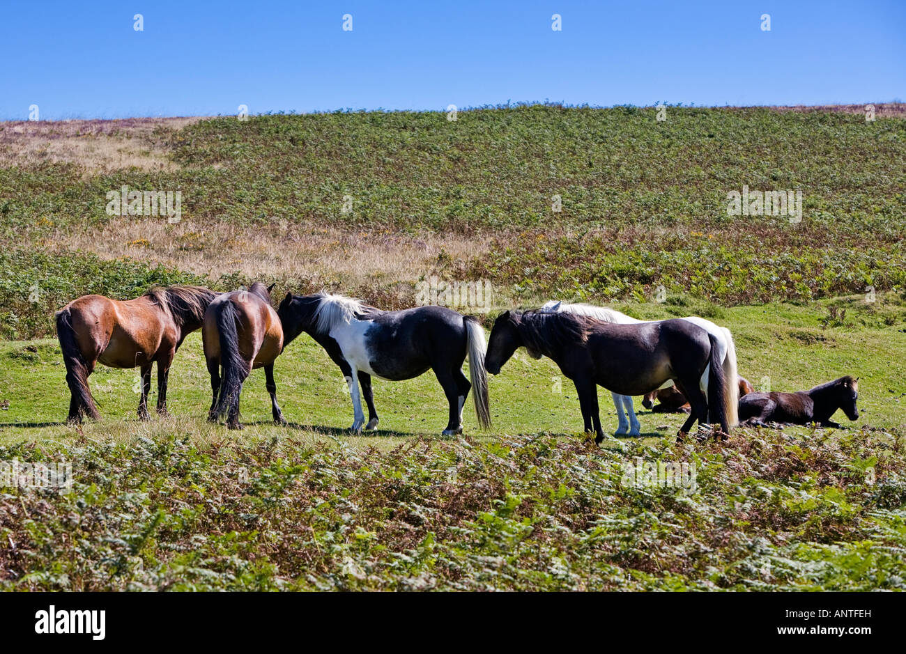 Group of Dartmoor Ponies Dartmoor Devon England UK Stock Photo
